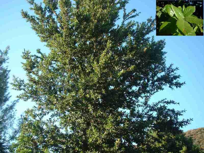 Island Oak, Quercus tomentella is native to  the Channel Islands - grid24_24