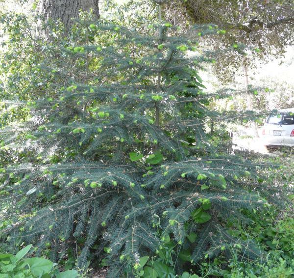 A young specimen of Abies bracteata, Santa Lucia Fir, in our Santa Margarita garden in the spring.  - grid24_24