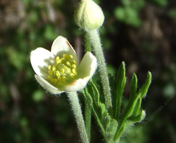 Anemone multifida, Pacific Anemone flower