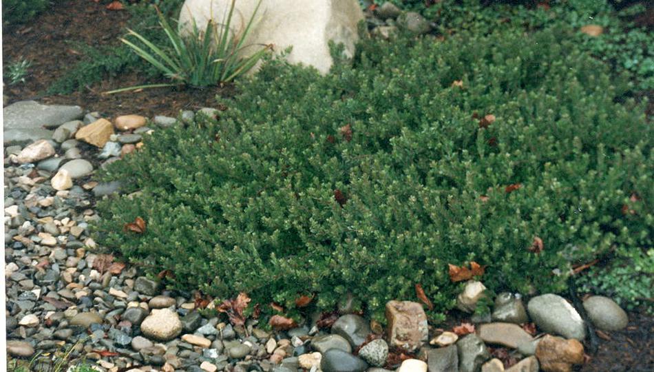 An old photo of Arctostaphylos Carmel Sur - grid24_24