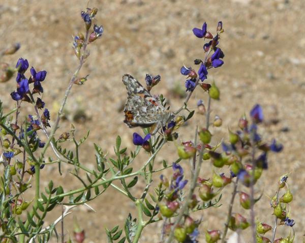 Dalea (Psorothamnus) fremontii, Indigo Bush, is here visited by a butterfly of the desert, near Ridgecrest, California. - grid24_24