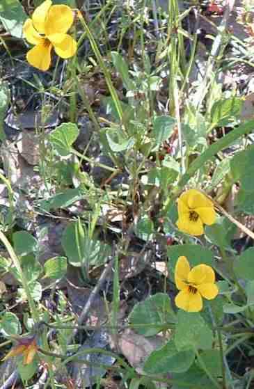 Viola pedunculata Violet