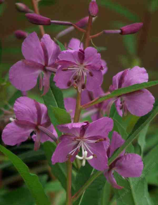 Epilobium angustifolium, Fireweed, emerges thickly after forest fires, at higher elevations in California.