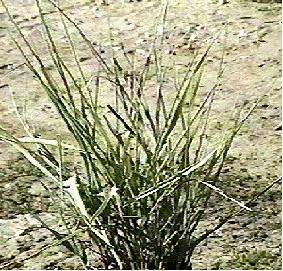 Elymus cinereus. great basin wildrye, basin wildrye, giant wildrye