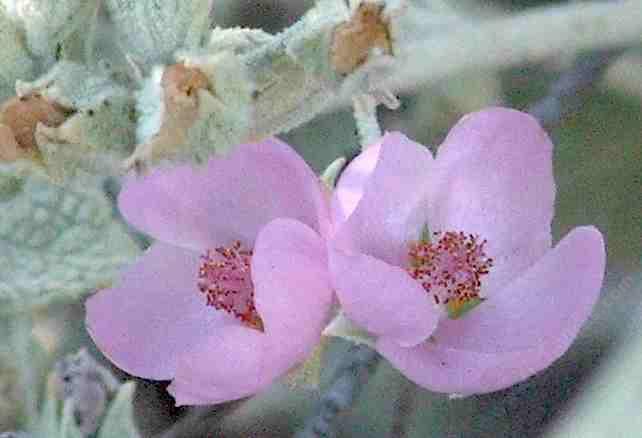 Malacothamnus fremontii,  Fremont's Bush Mallow flowers