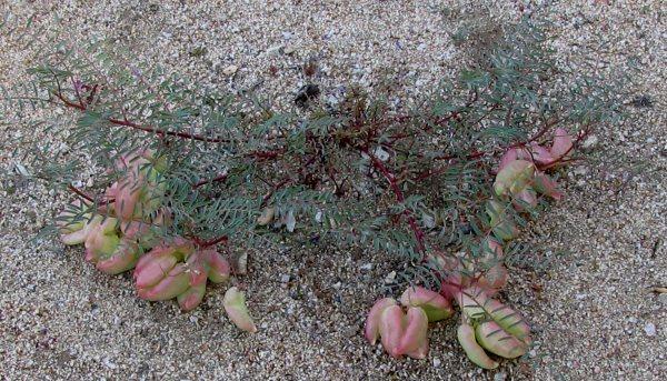 Astragalus Douglasii,  Douglas milkvetch plant - grid24_24