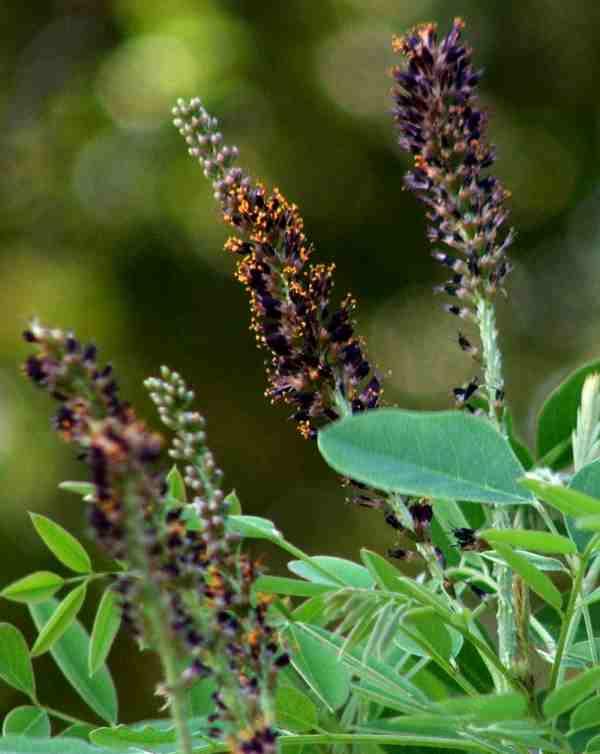 Amorpha fruticosa L. Indigo bush or False Indigo Bush flowers