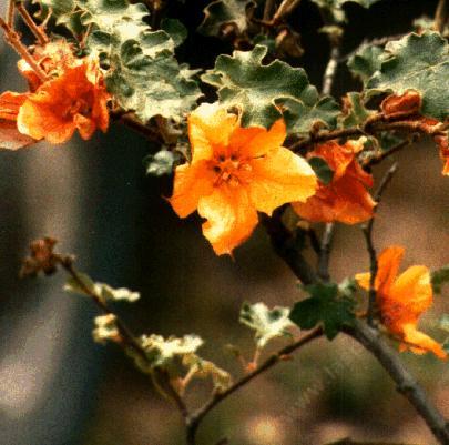 Fremontodendron Hybrid, Flannel Bush, showing the bright orange "flowers".