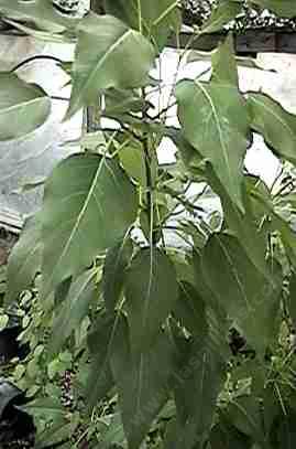 Populus angustifolia Mammoth Narrow Leaf Cottonwood - grid24_24
