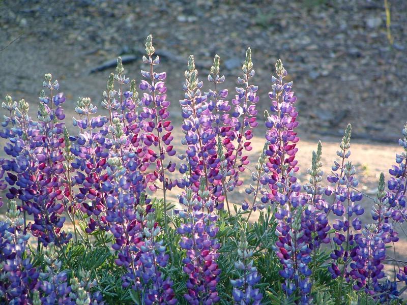 Silver Bush Lupine, Lupinus albifrons