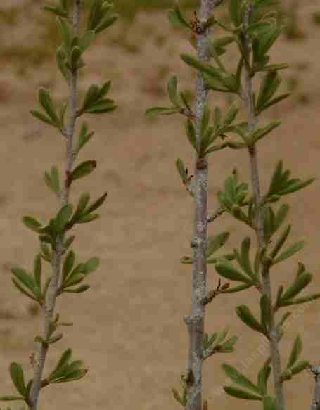 Desert almond, Prunus fasciculata