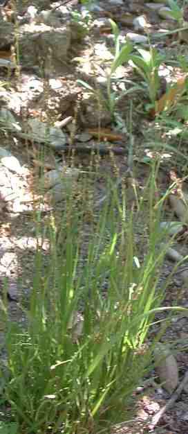 Melica imperfecta,  California Melic