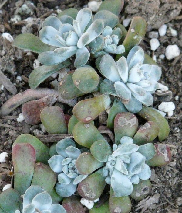 Sedum spathulifolium, Stonecrop looks like little stones