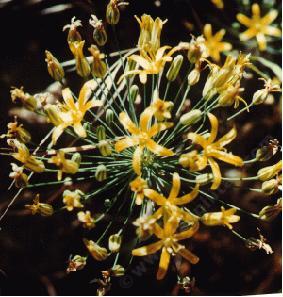 Bloomeria crocea Golden Stars