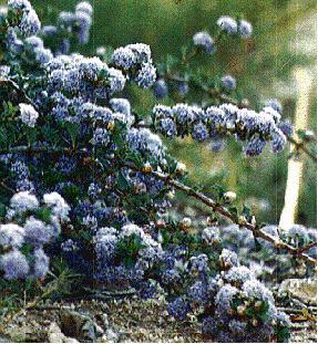 Ceanothus purpureus