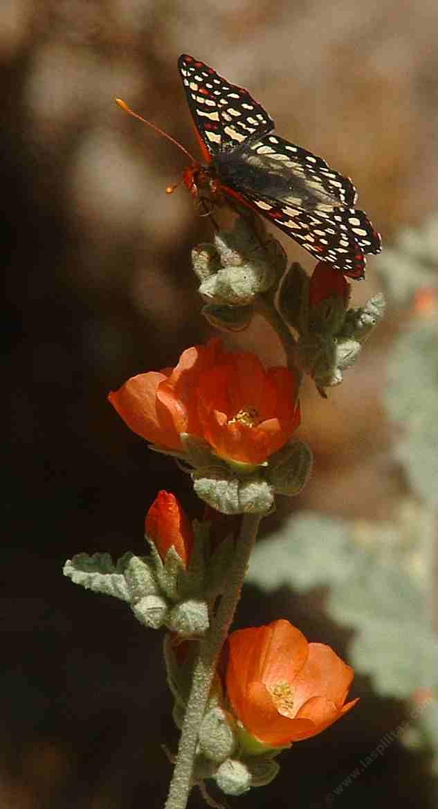 Sphaeralcea ambigua, Desert Mallow.