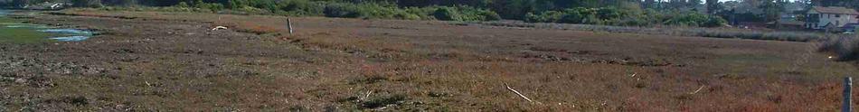 Salicornia subterminale Pickleweed