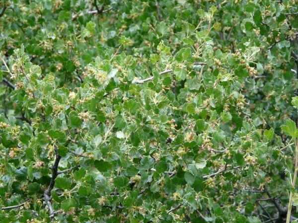 Image of Wax currant plant in forest