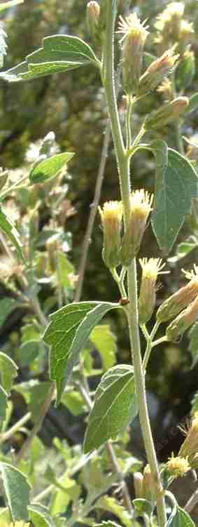 Brickellia californica  Brickellbush flowers