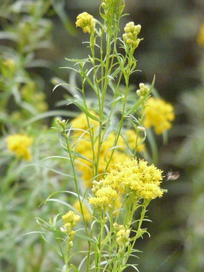 Solidago spathulata, Coast Golden Rod flowers