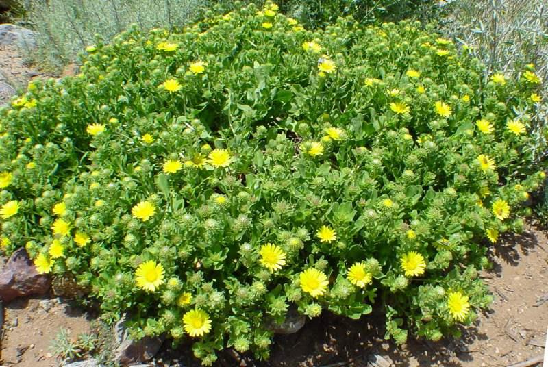 Grindelia stricta venulosa, this  Gum Plant makes a small ground cover on coastal bluffs.