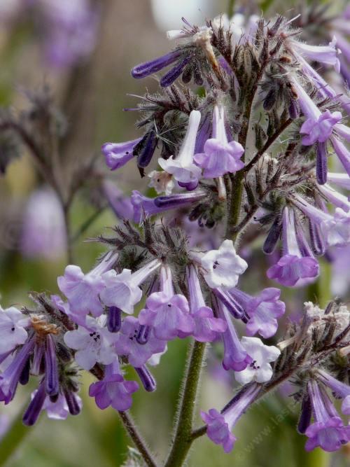 Turricula parryi PoodleDog Bush flowers are used by hummingbirds and native bees