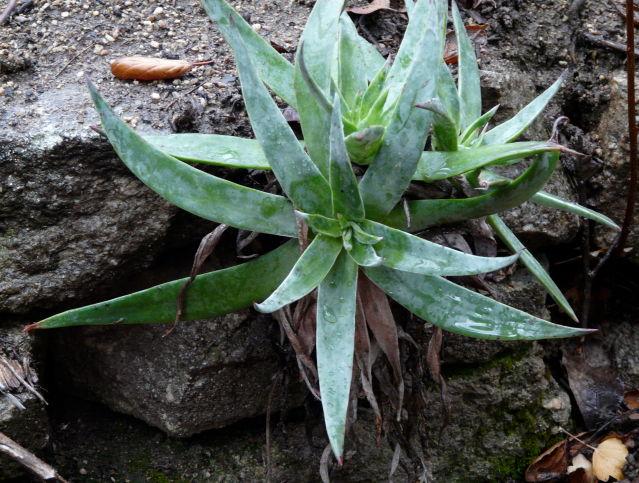 Dudleya lanceolata - lanceleaf liveforever, Southern California dudleya growing out of wall - grid24_24
