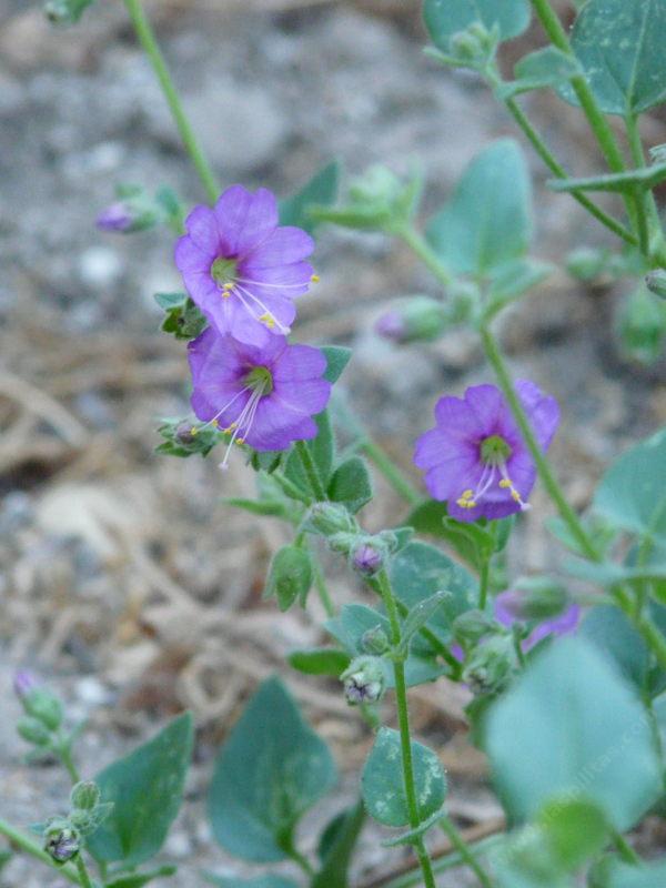 Mirabilis californica, Wishbone Bush flowers