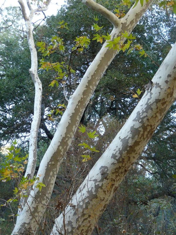 In this photo you can see the pattern of the bark of a Platanus racemosa, California Sycamore, growing in Arroyo Grande, California. 