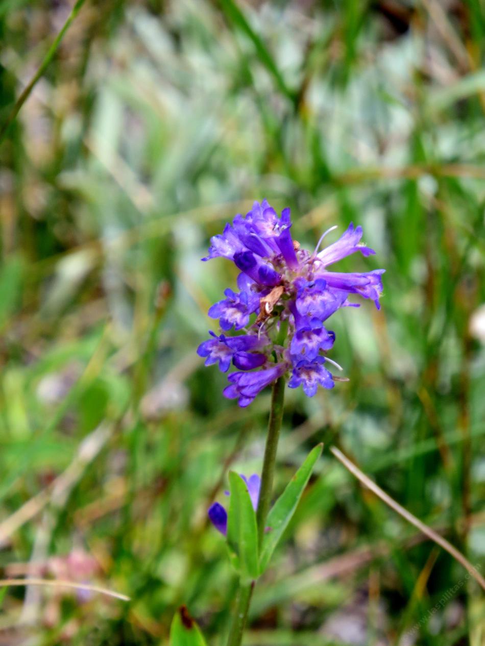 Penstemon rydbergii var. oreocharis, Meadow Penstemon