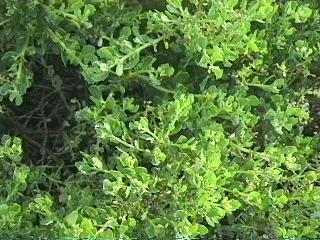 Baccharis pilularis pilularis, Santa Ana Dwarf Bachharis
