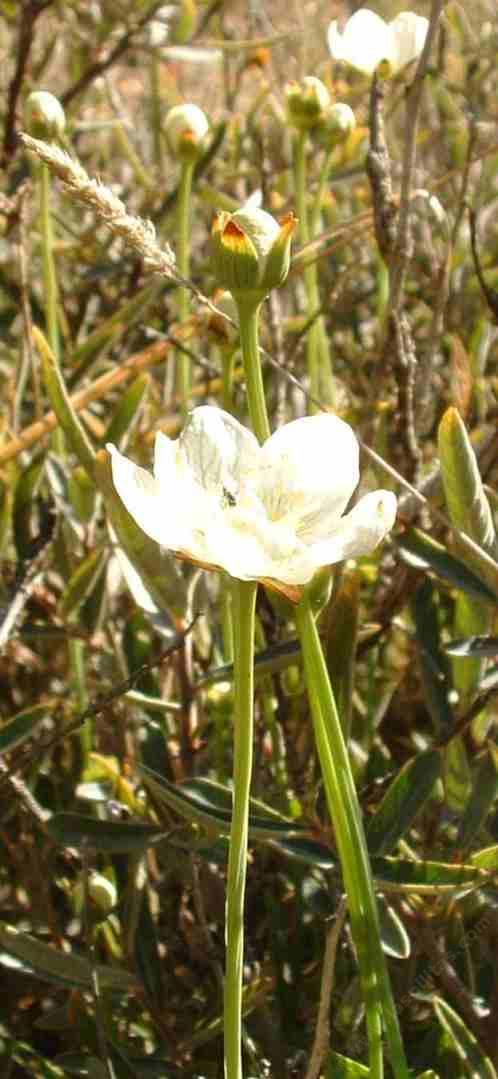 Parnassia palustris californica Grass-of-Parnassus