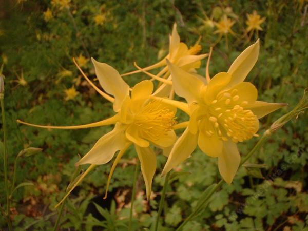 Aquilegia pubescens, Sierra Columbine flowers can vary from yellow to pink