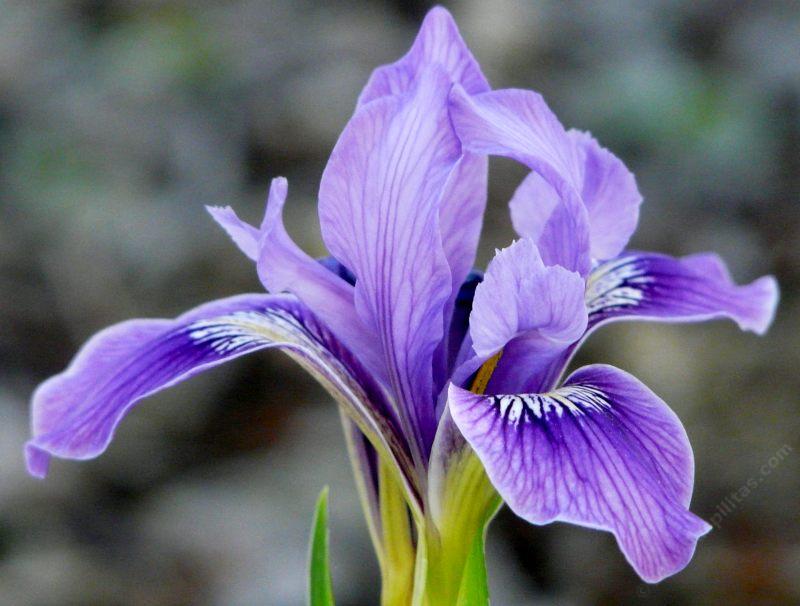 iris | Description, Species, & Facts | Britannica