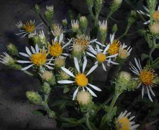 Aster integrifolius Meadow Aster