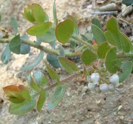 Arctostaphylos viridissima is a pain to key out. - grid24_24