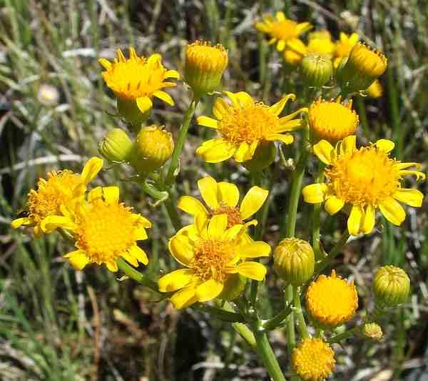 Senecio clevelandii