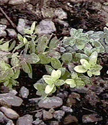 An old photo of Arctostaphylos edmundsii parvifolia