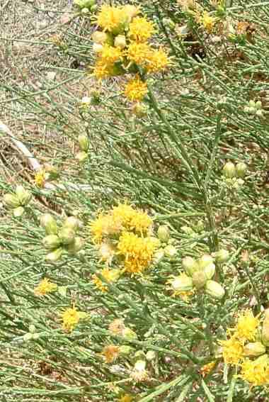 Baccharis sergiloides (desert baccharis)