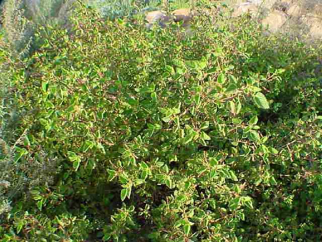 The new growth is reddish on Acalypha californica, Copper Leaf, a California plant in the Euphorbiaceae. 