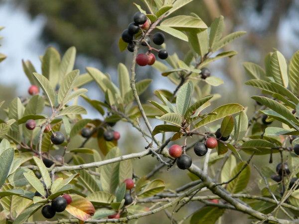 Coffeeberries on coffeeberry