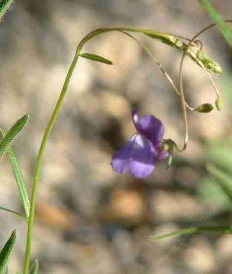 Antirrhinum kelloggii (syn. Neogaerrhinum strictum) Climbing Snapdragon - grid24_24