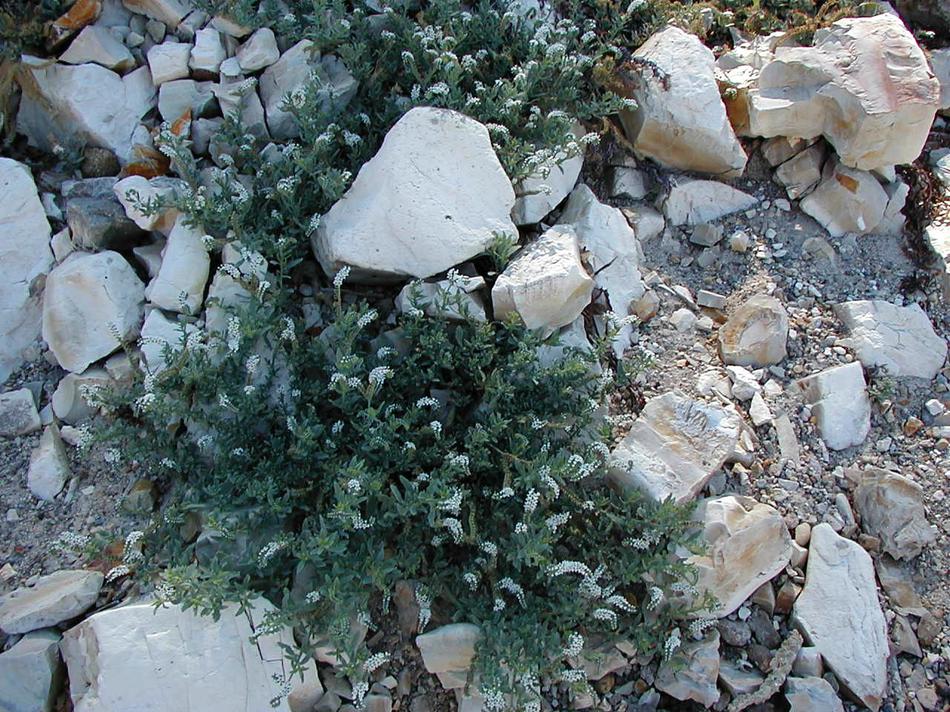 Heliotropium curassavicum wild heliotrope