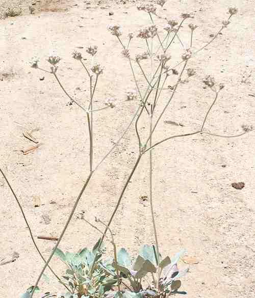Eriogonum latifolium, Coast Buckwheat in flower.