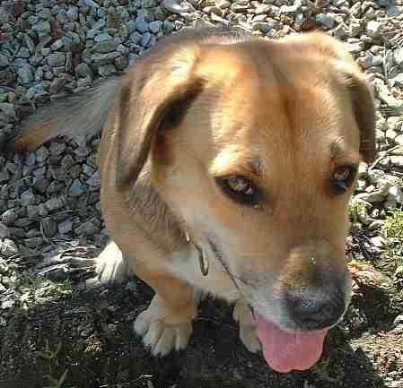 Dogus domesticus,  Annabelle Shortstuff Bad Dog