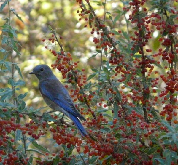 Western Bluebird on Mahonia nevinii, (syn. Berberis nevinii) Nevin's Barberry berries. - grid24_24