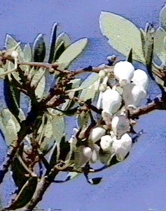 For awhile we were growing a weird manzanita from a stand of Big Berry.