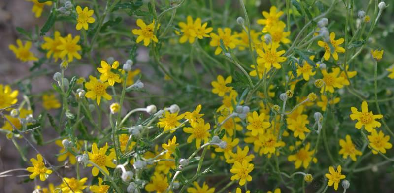 Eriophyllum lanatum var. grandiflorum; Common Woolly Sunflower is very diverse. The keys are problematic on this species as ours are commonly 8 rays, sometime 7, sometimes 9.