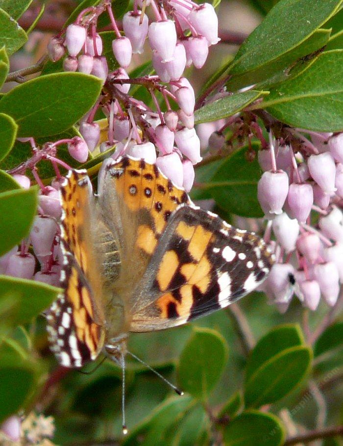 Howard McMinn manzanita with a Painted Lady Butterfly