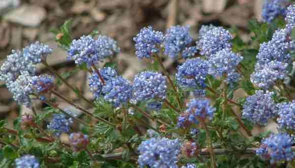 Ceanothus foliosus will grow flat in an exposed area with wind.